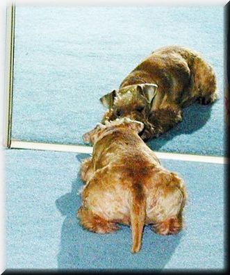 ET and mirror doggie